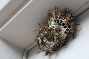 Close-up of active wasp nest in a building corner