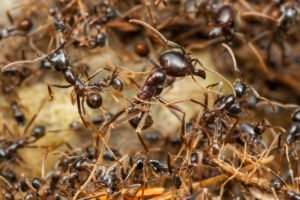 Group of ants working together on soil surface