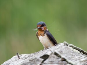 Small bird perched on a wall used for bird proofing example