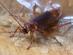Brown cockroach crawling across indoor floor surface