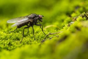 Close-up of a fly resting on green surface outdoors