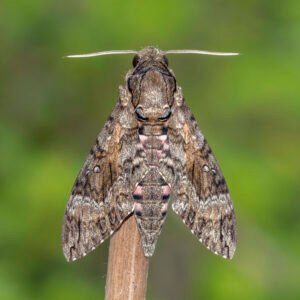Moth resting on a wooden stick outdoors