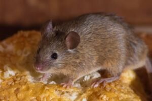 Mouse nesting in roof insulation inside a property