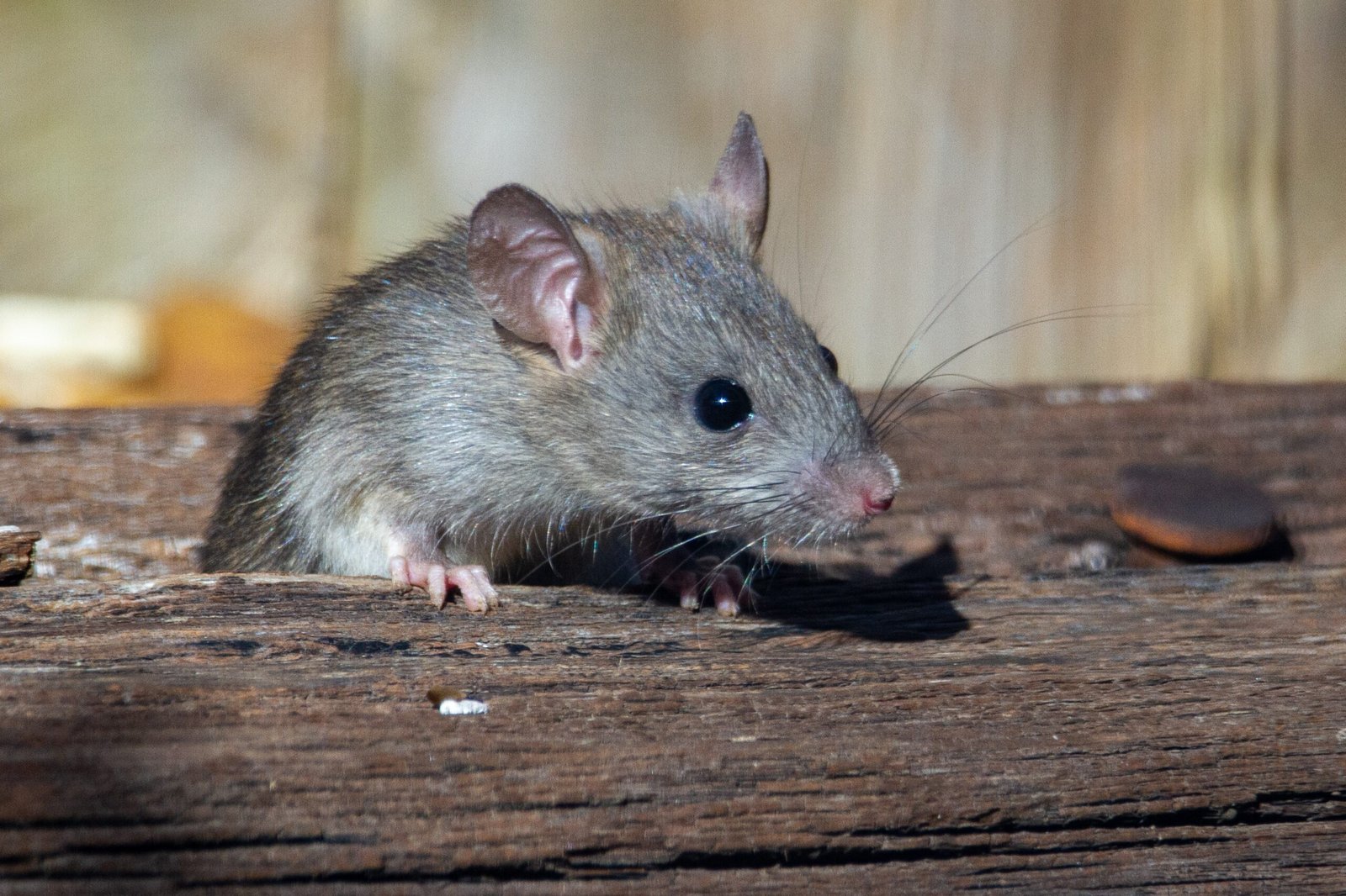 Brown rat sitting on outdoor wooden surface