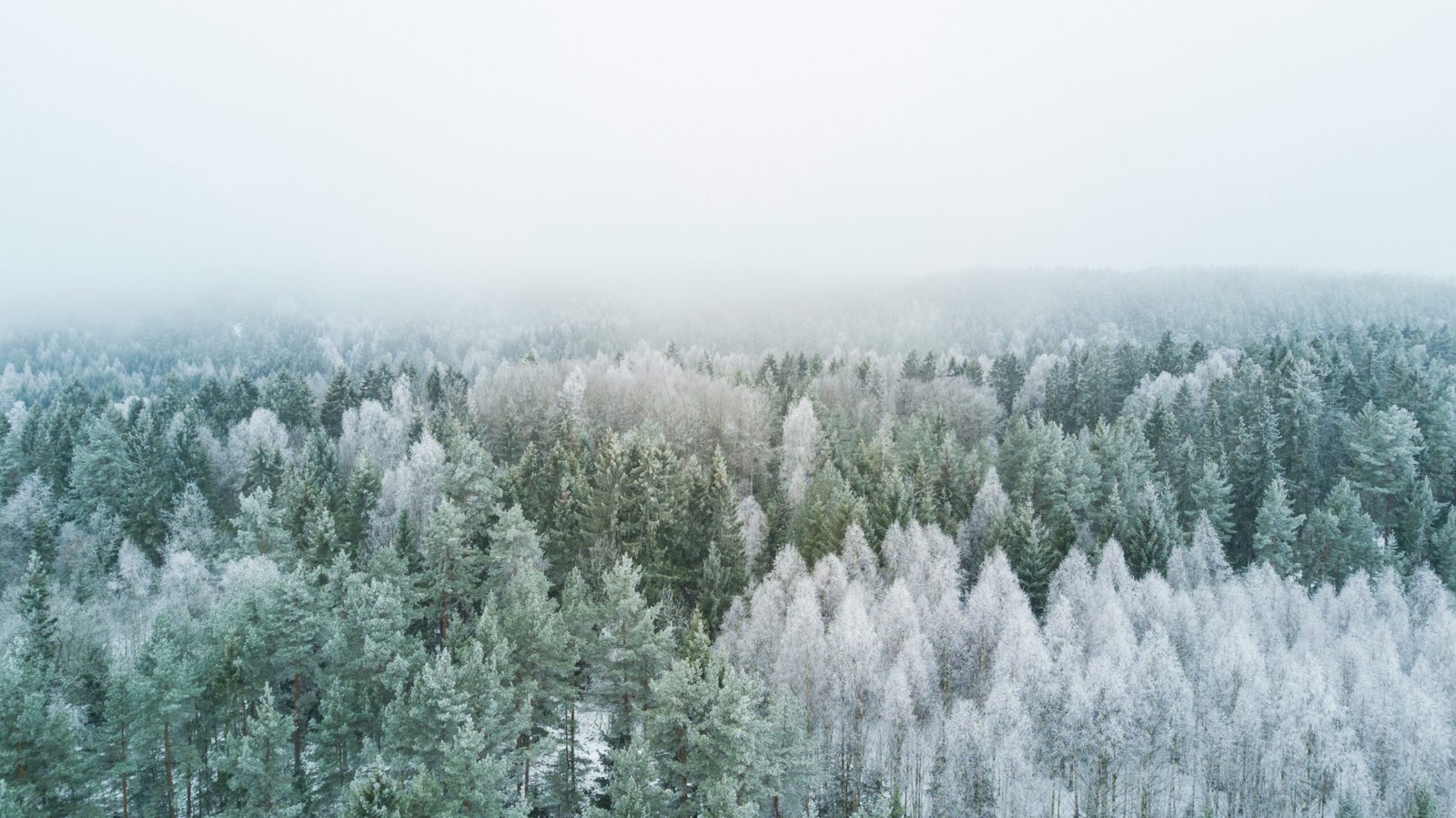 Frost-covered forest landscape in winter