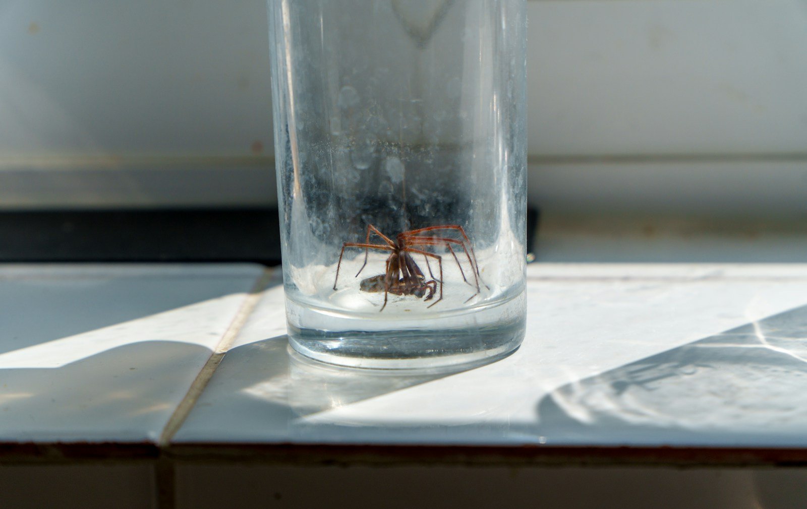 A bug in a glass of water on a table - spider season.