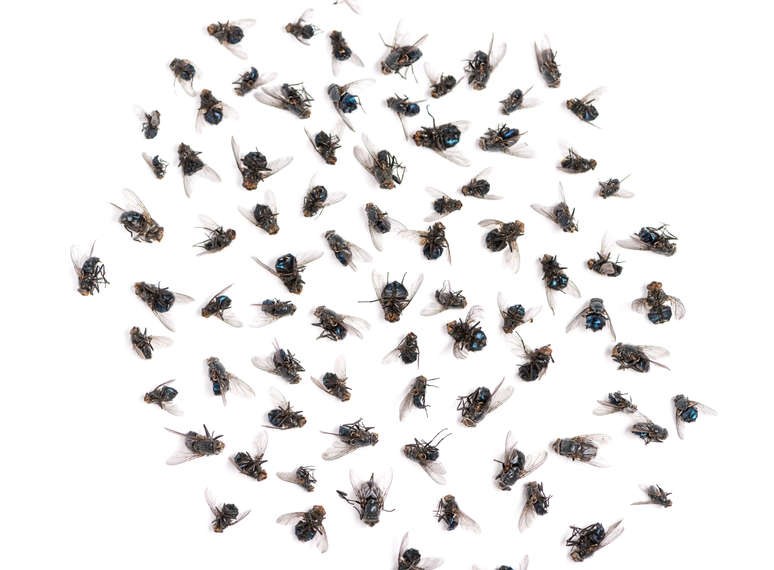 Group of dead cluster flies on a white background after treatment