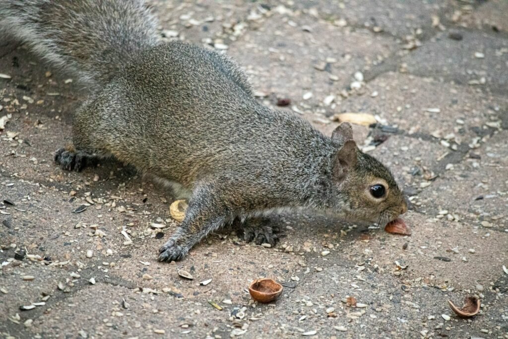 brown squirrel on brown soil