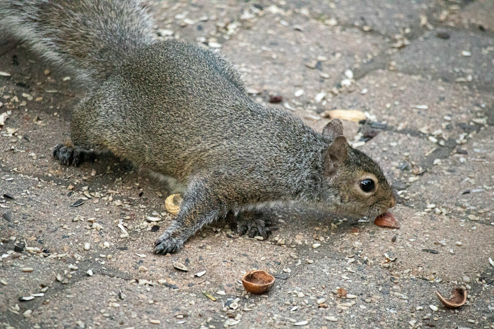 brown squirrel on brown soil