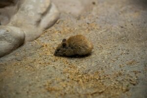 a small rodent sitting on the ground next to a rock mouse in loft