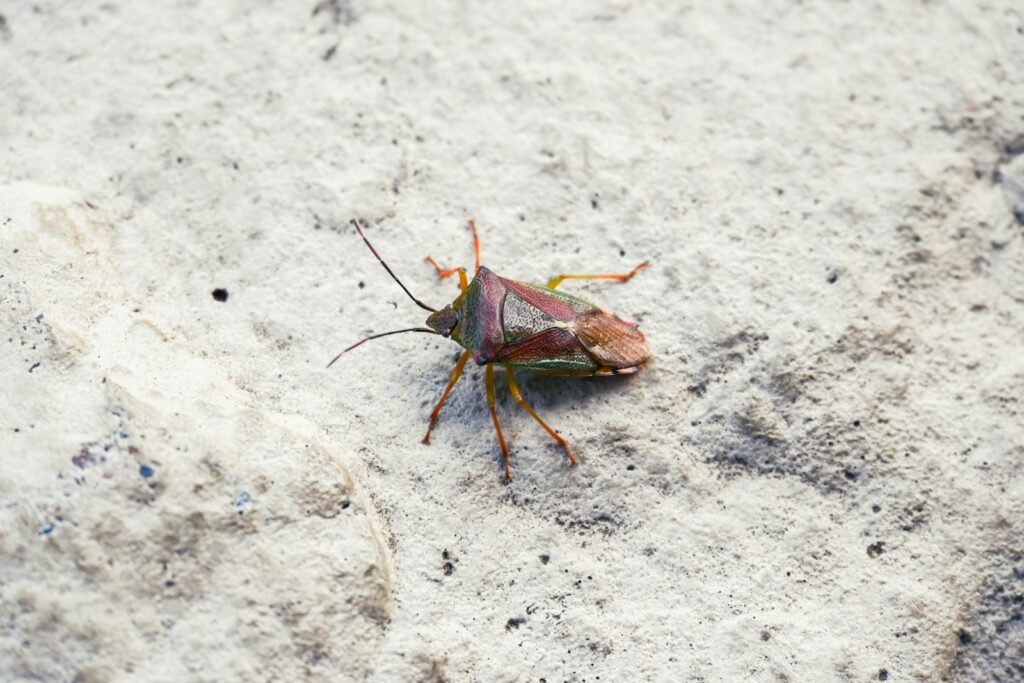 A bug that is sitting on the ground