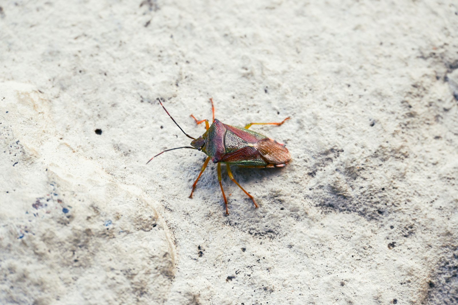 A bug that is sitting on the ground