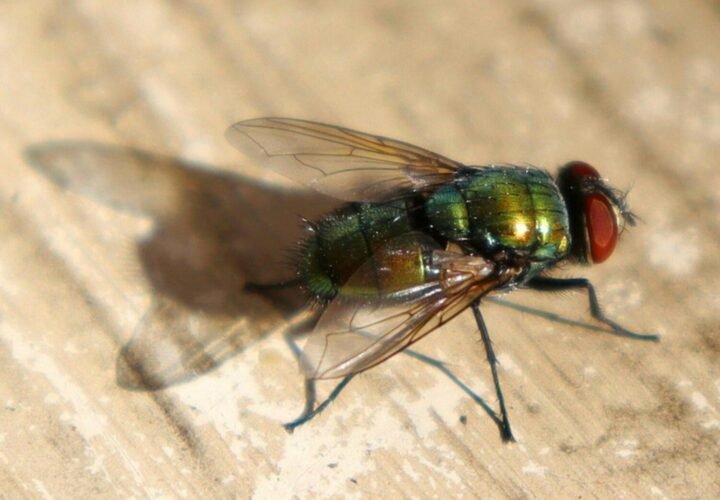 a close up of a fly on a wooden surface