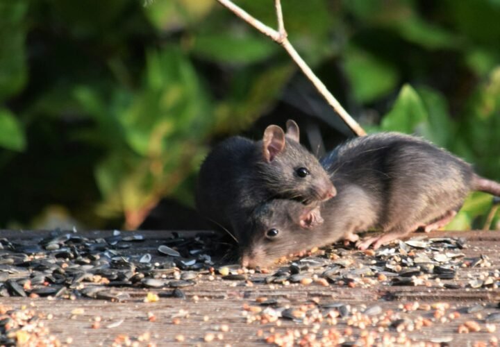 a couple of mice eating seeds off of a table