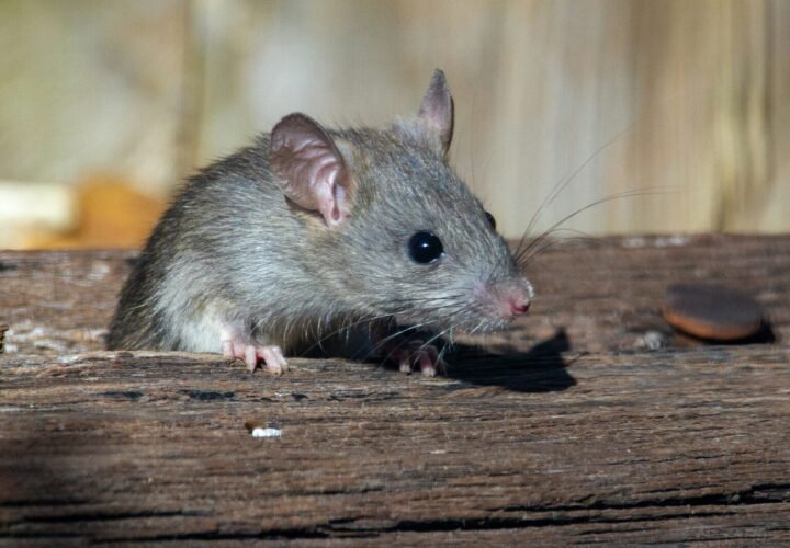 pest control rats derbyshire
