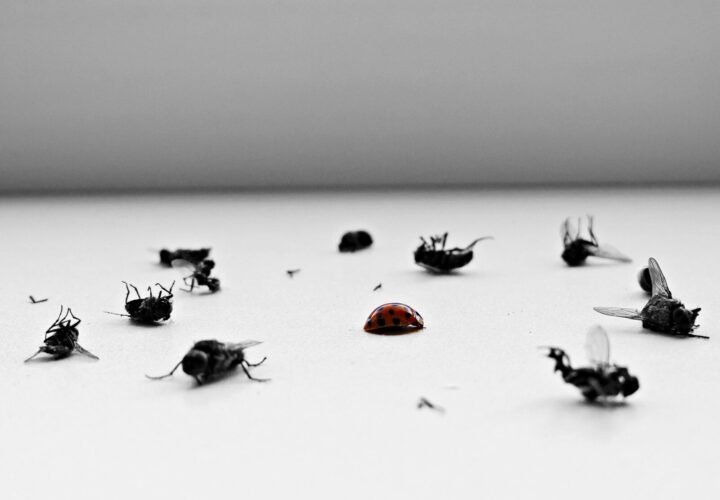 pest control derbyshire