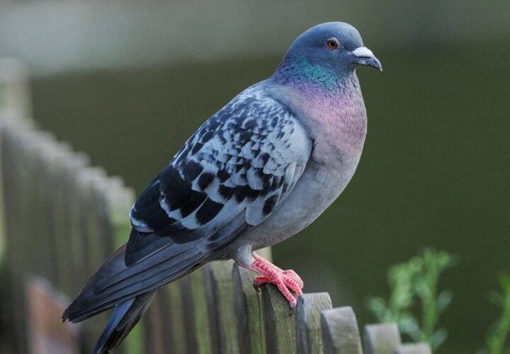 a colorful bird perched on a wooden fence