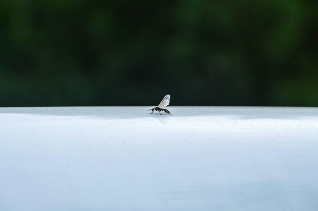 Flying ants appearing near a Derbyshire home during summer