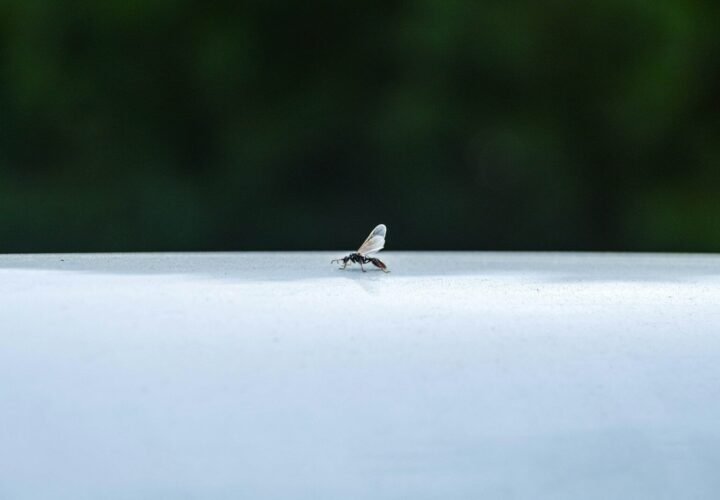 Flying ants appearing near a Derbyshire home during summer